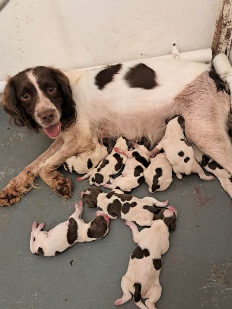 Springer spaniel pups 