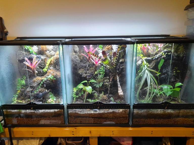 Planted Exotera tanks x3