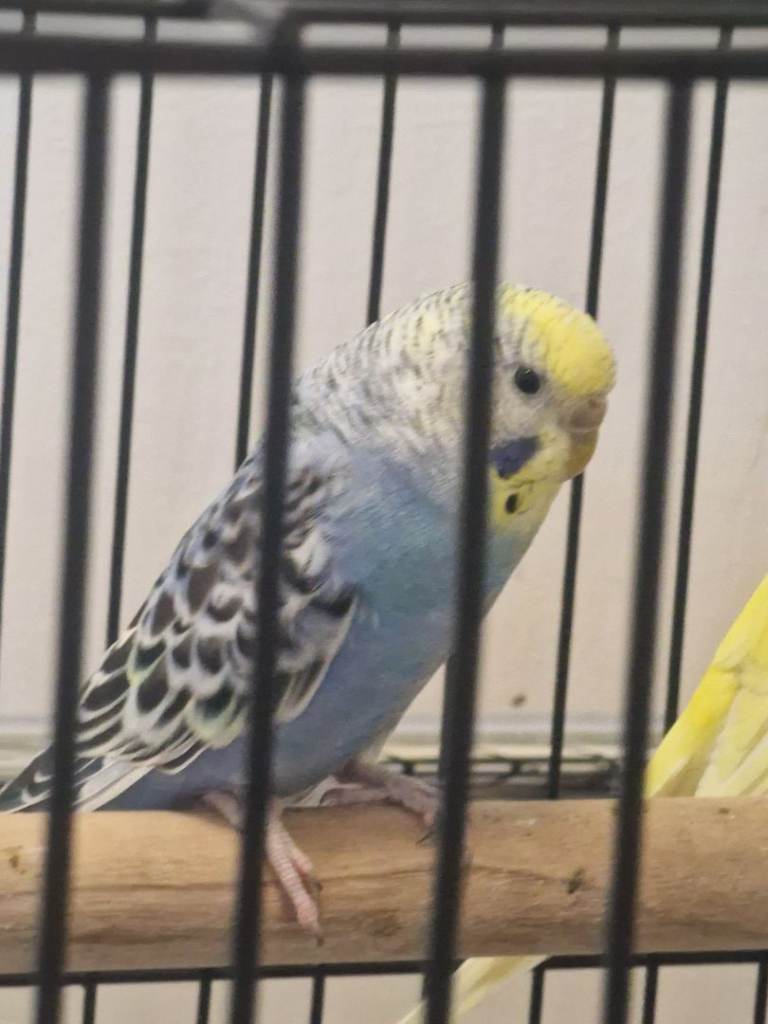2 females budgies