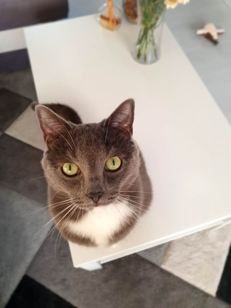 Looking for new loving home 🐈‍⬛💗