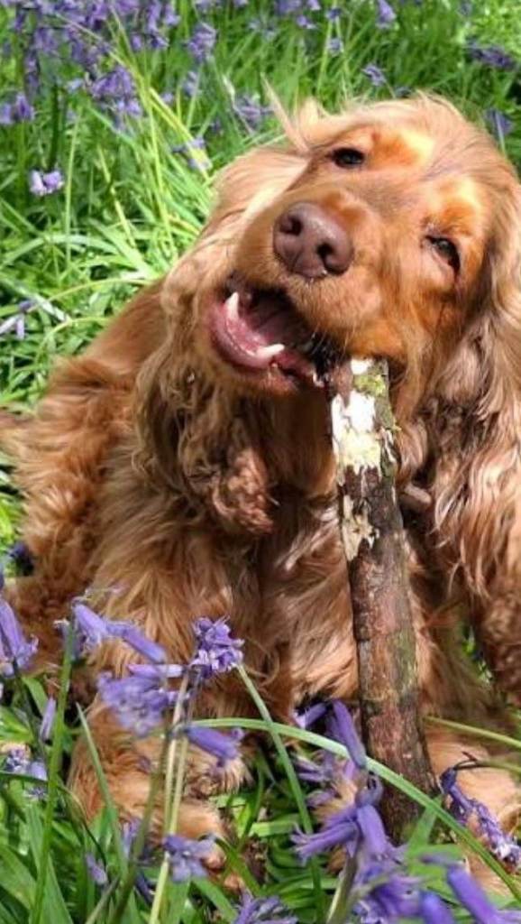 Cocker spaniel 