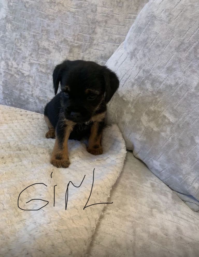 Ready now KC registered Border terrier puppies