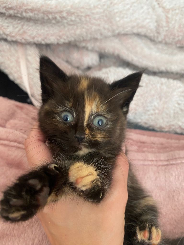 3 kittens 8 weeks old today 