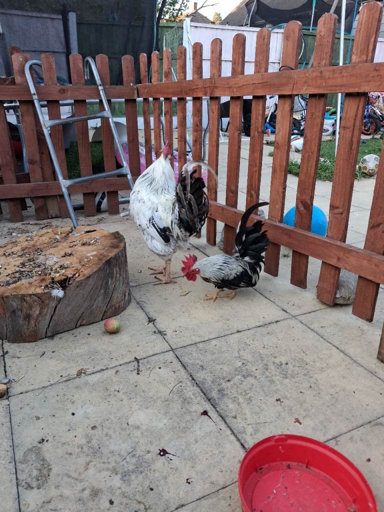 Birds for sale 