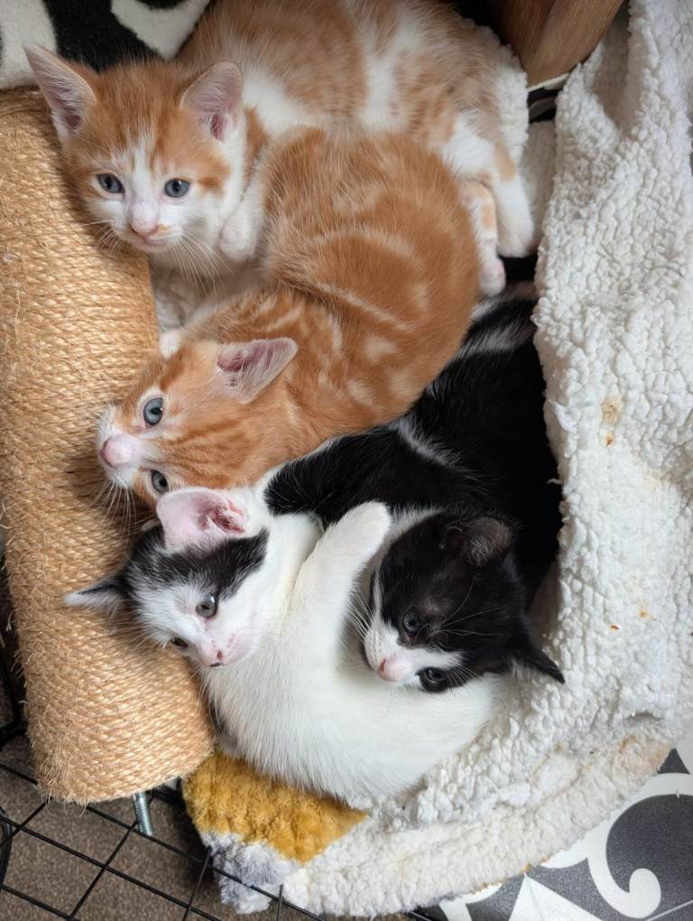 Beautiful premium kittens