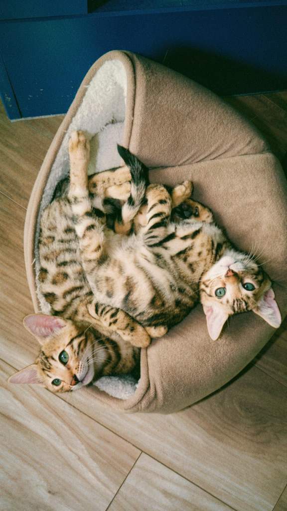  Bengal Kittens 