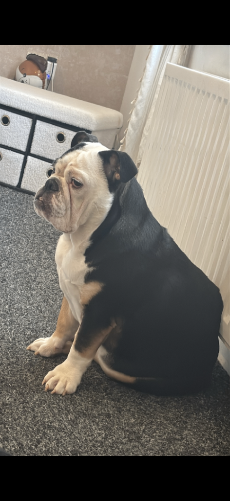 English bulldog