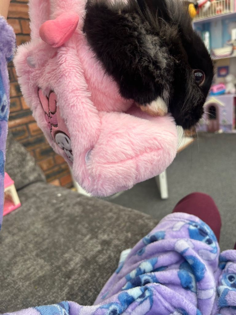 🐰  Lovely Rabbit Looking for New Homes 🐰