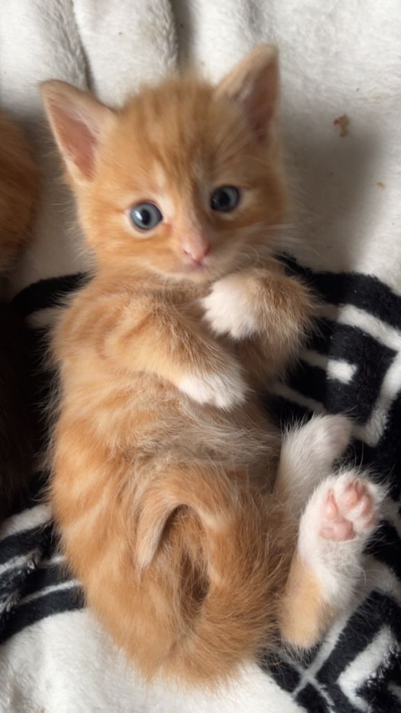 Stunning Kittens looking for loving forever homes 