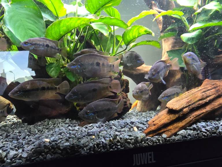 Salvini cichlid tropical fish 