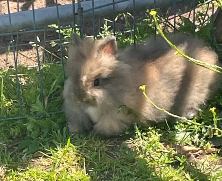 Baby lionhead bunnies 