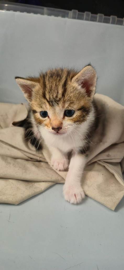 Kitten for sale