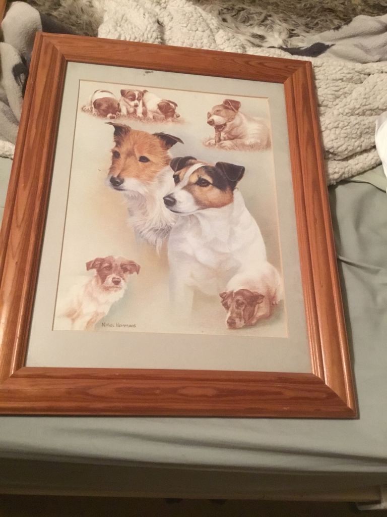 image for Jack Russell framed picture also dogs picture 