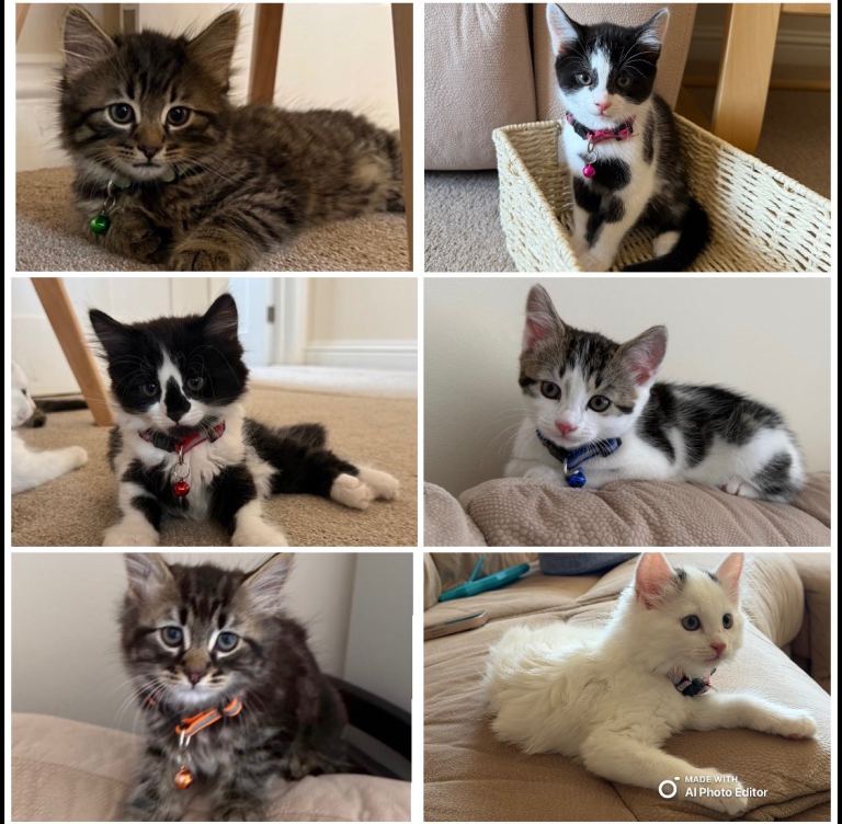 Adorable Ragdoll X Norwegian Forest Kittens