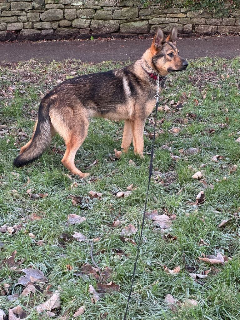 German shepherd female 