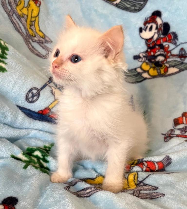 Rare cream flame ragdoll kitten- friendly & beautiful