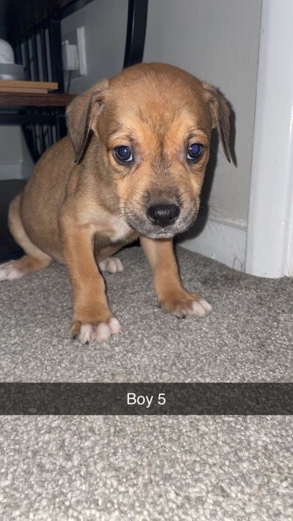 Bulldog x lurcher puppies