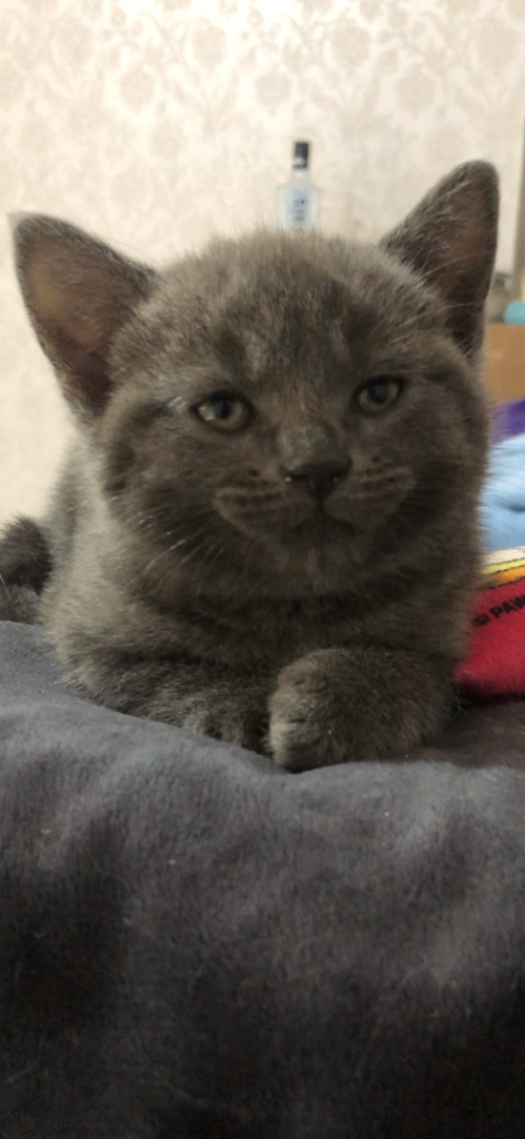 Blue/grey mackerel tabby kitten 
