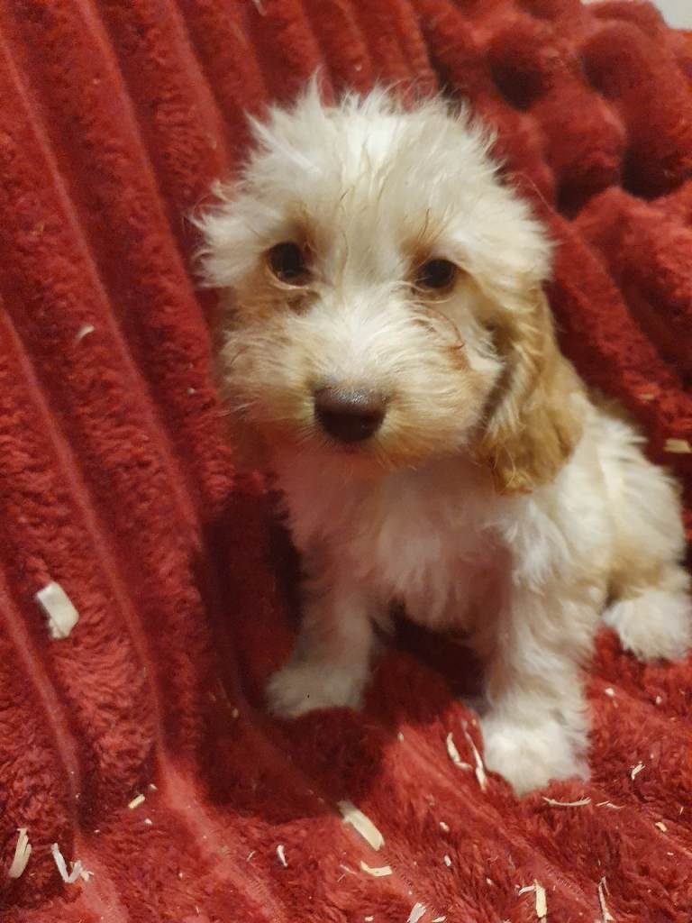 Cockapoo puppies: chocolate, choc merle and cream