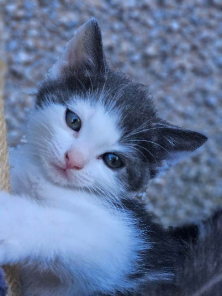 Ragdoll/ Russian Blue x kitten