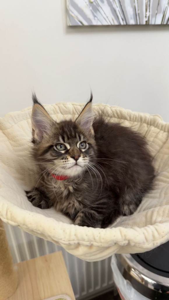 (Only TWO LEFT) Purebred Maine Coon Kittn girls