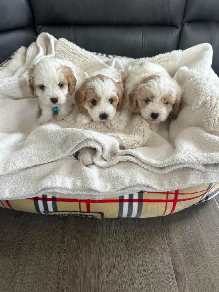 Cavapoo puppies 