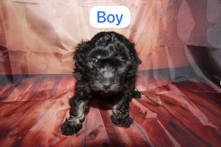 4 toy poodle boys 