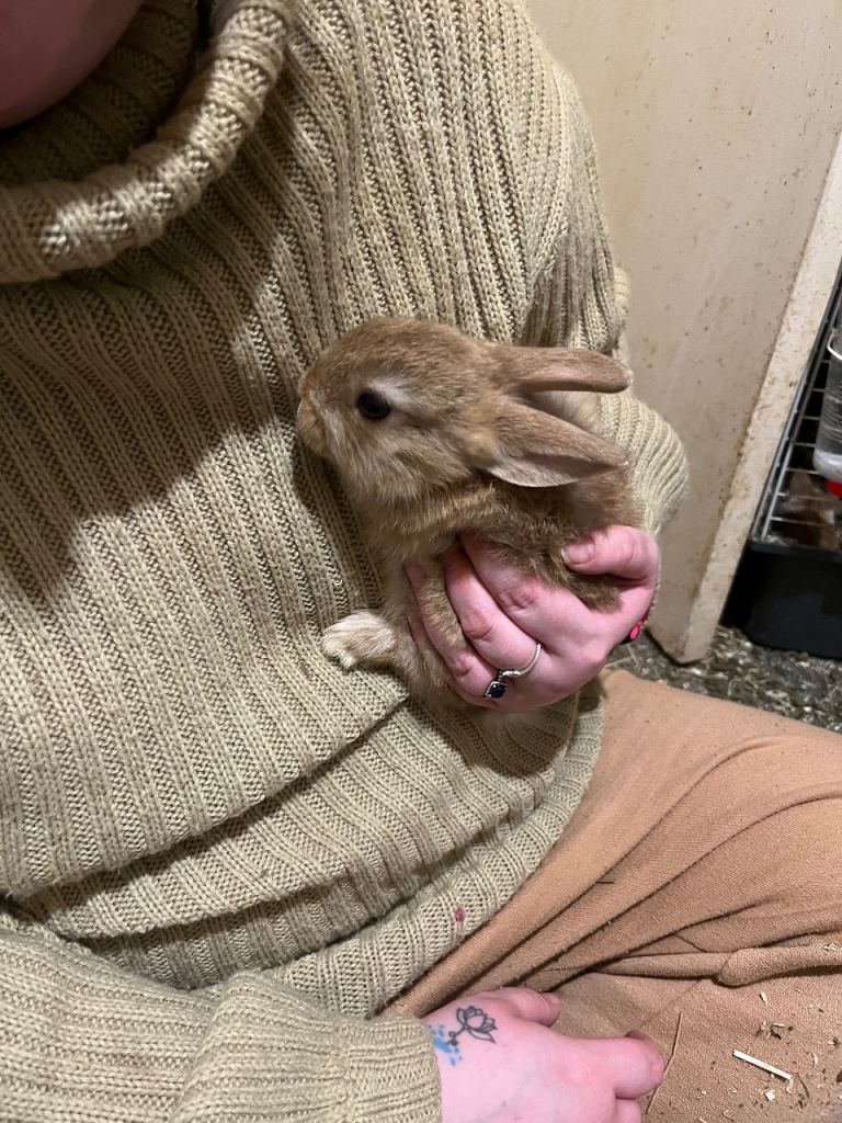 Netherland Dwarf / Minilop 