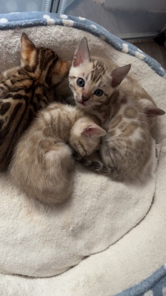 Cute Bengal Kitten for Rehoming 