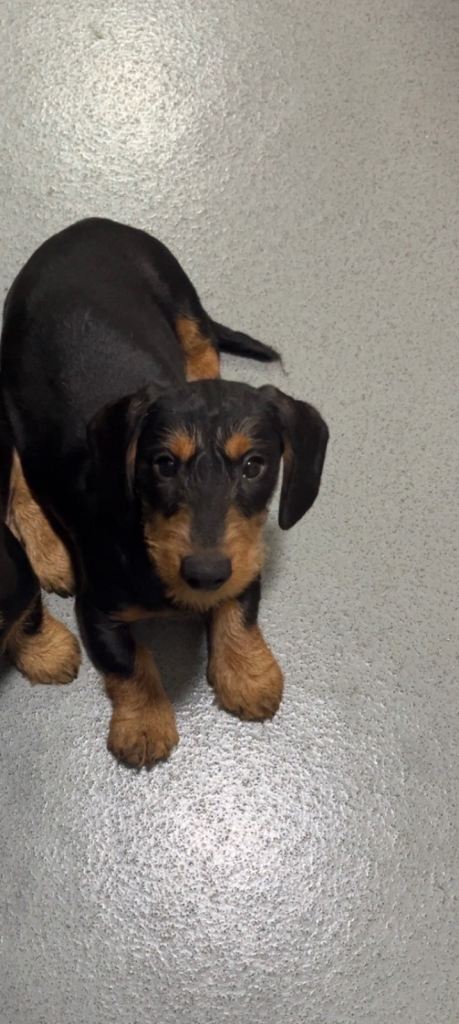 Miniature Dachshunds 