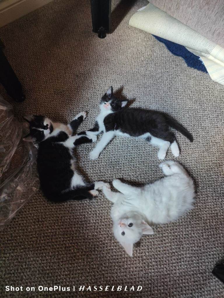 Angora Kittens 