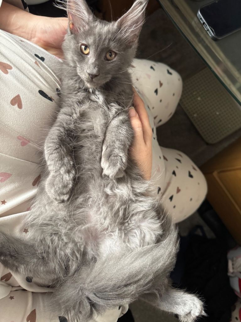 Last one -  Male Maine Coons kitten for sale