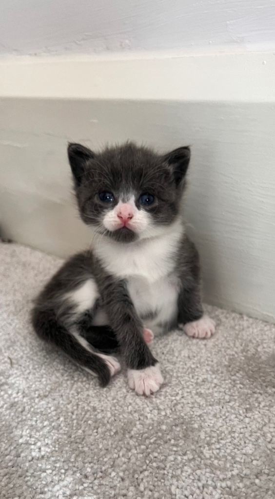  Beautiful Kittens – Ready End of May 