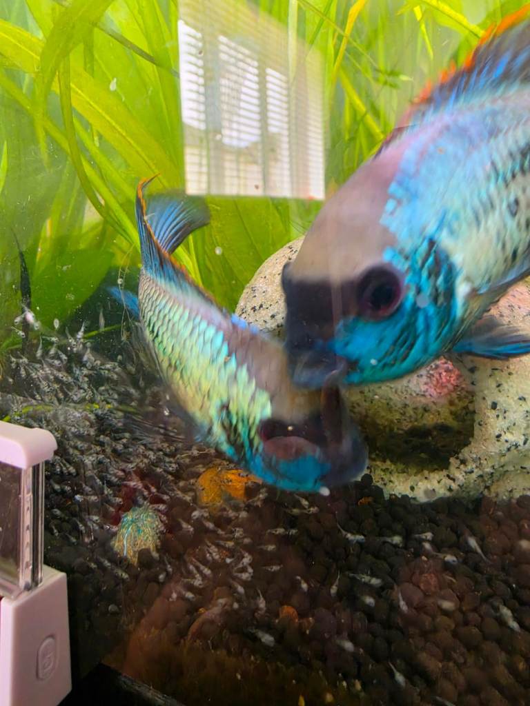 Electric Blue Acaras