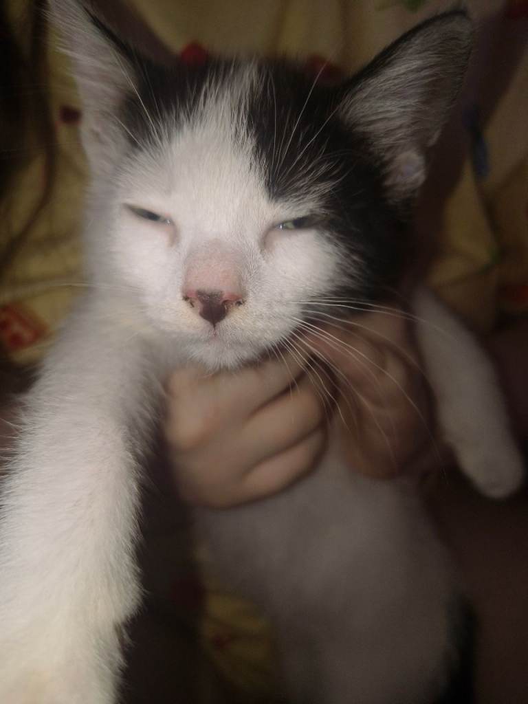 Beautiful friendly confident kittens