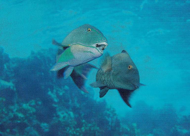 39 Framed original Book Print of PARROT FISH