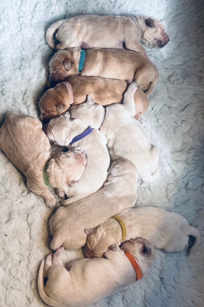 Golden Retriever Puppys 