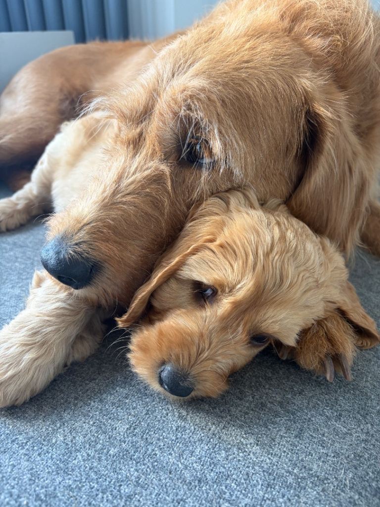 Price Drop! ONLY 2 LEFT Labradoodle / Cockapoo mix (Cockadoodle) Puppies