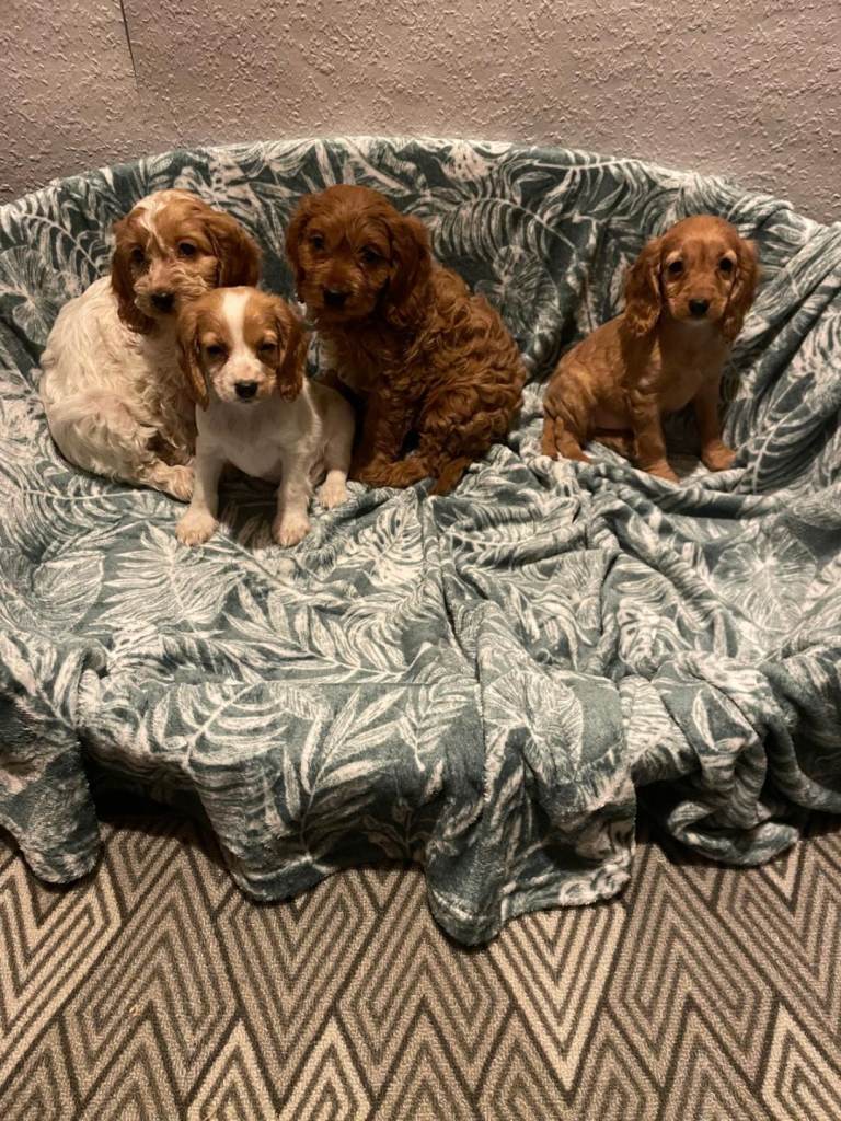 Cockapoo puppies 