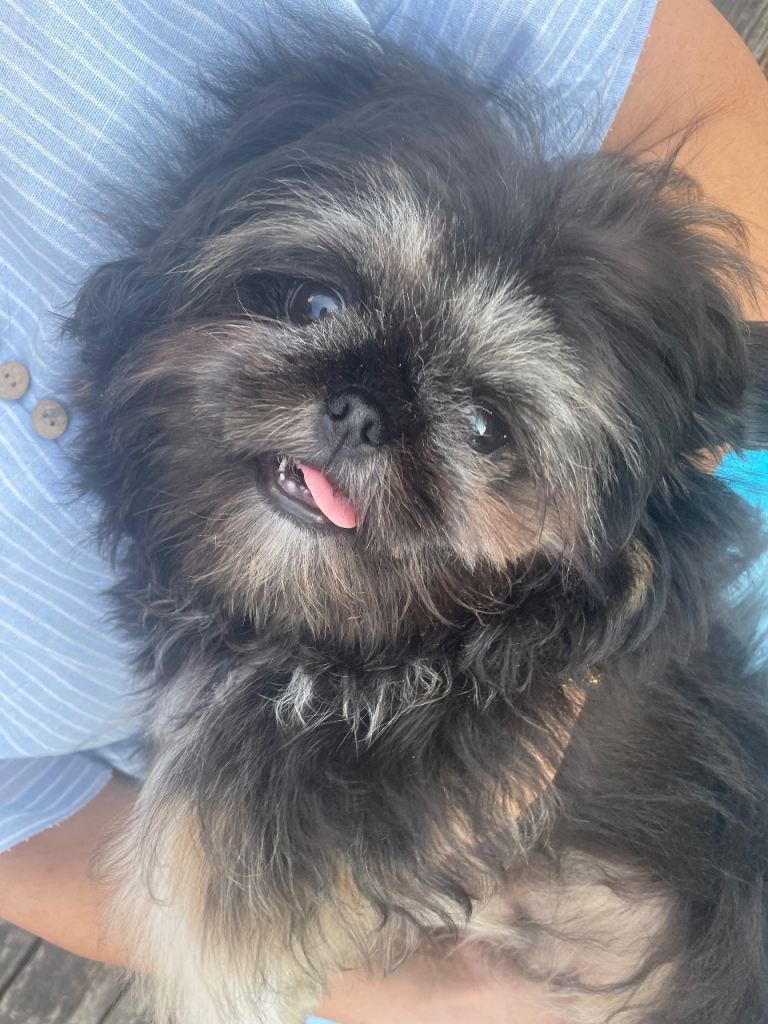 Boy pup for sale