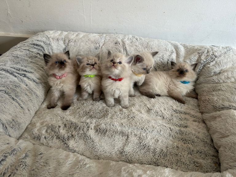 Ragdoll Kittens