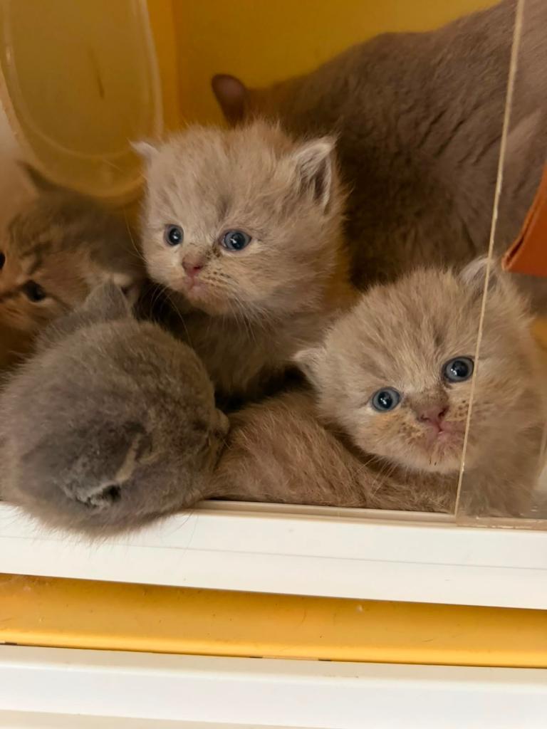  British Shorthair Kittens 🐾