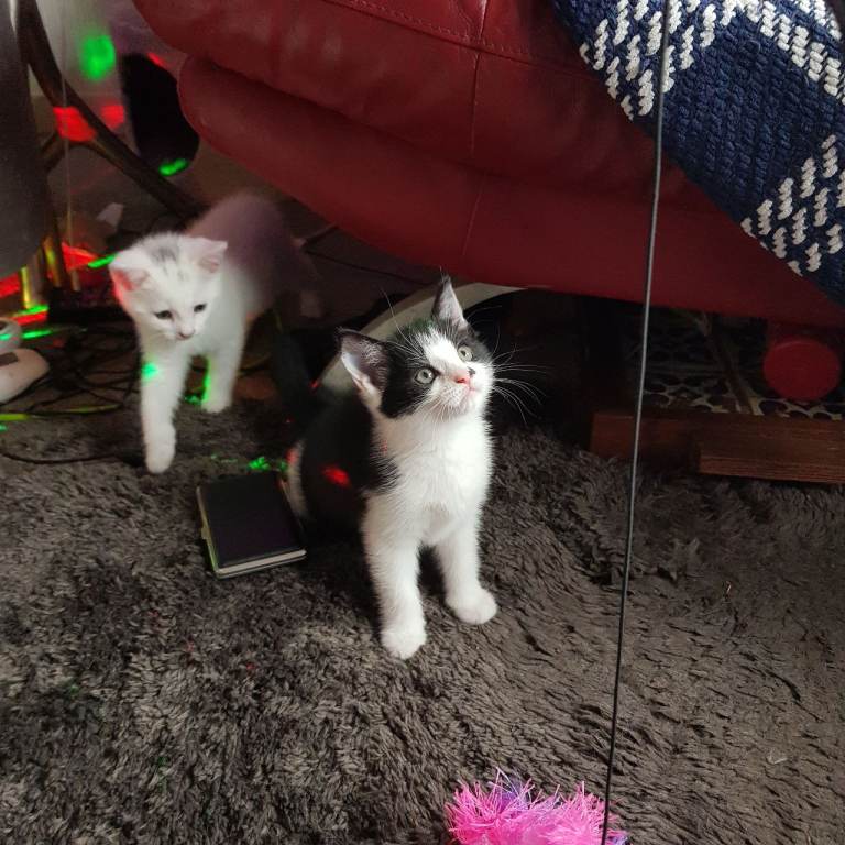 Kittens for sale 