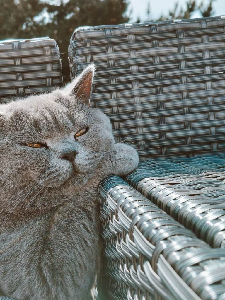Gorgeous friendly British short hair male