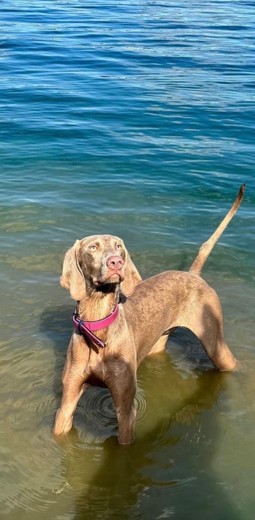 ✨KC WEIMARANER PUPPIES✨