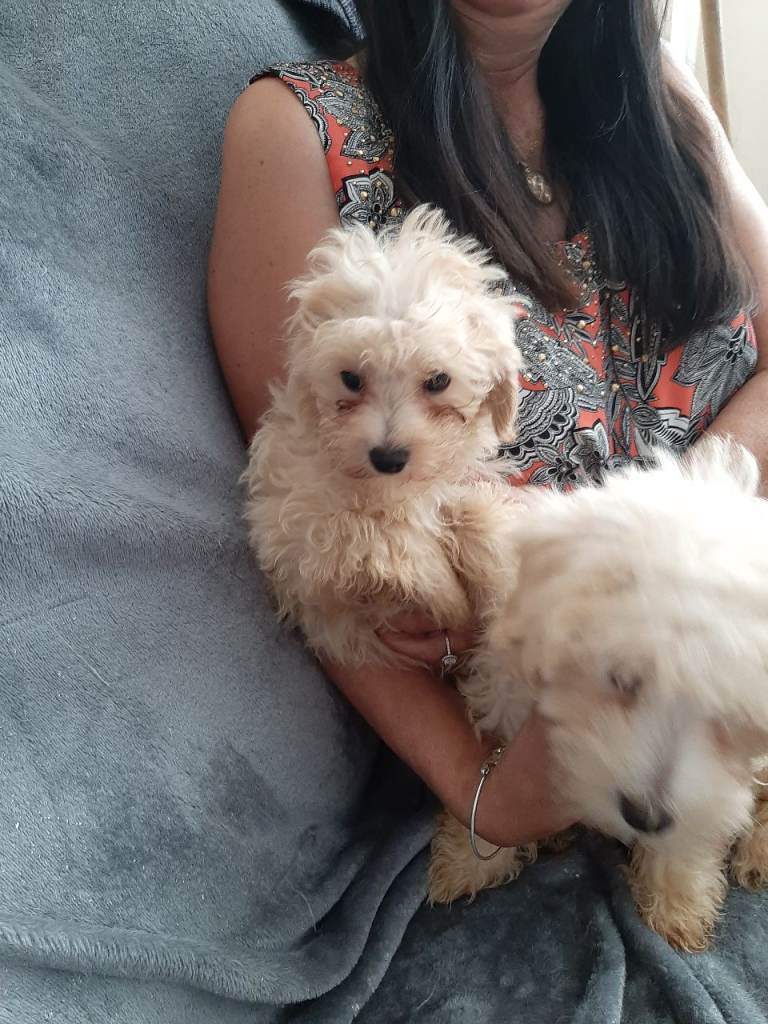 Multipoo