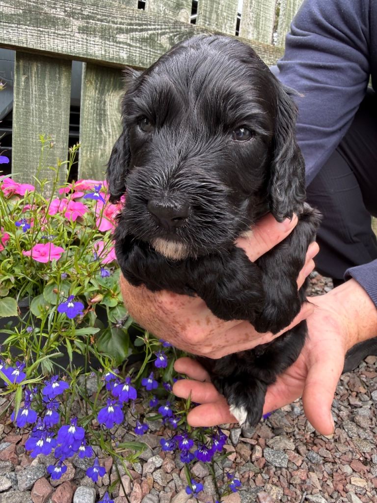 Cockapoo x sprocker puppies for sale 