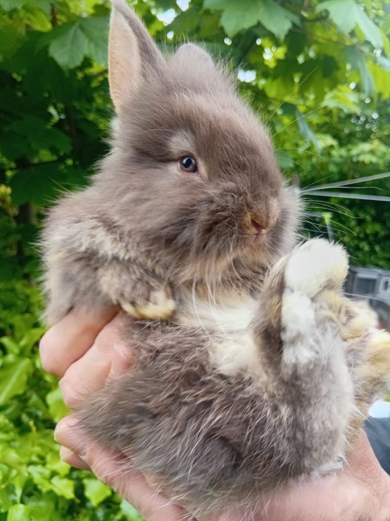 Lion head  bunnies  8 weeks old 