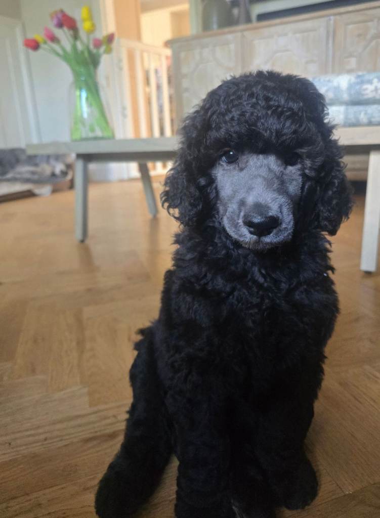 Handsome Silver Standard Poodle Pup