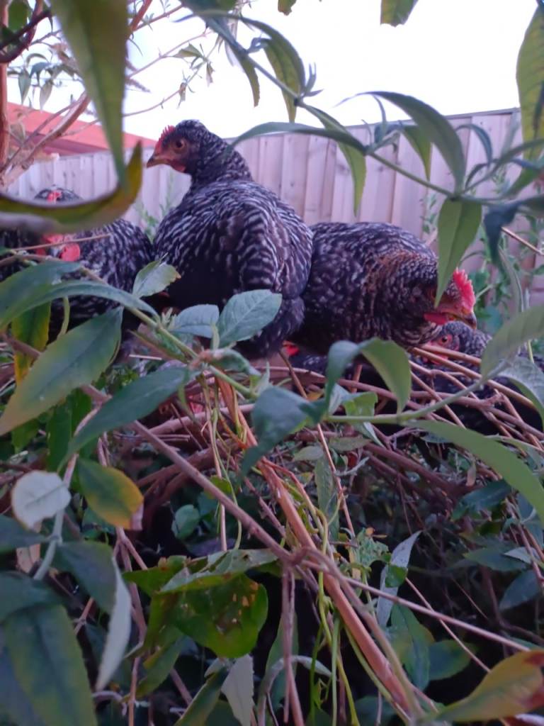 2 months old chick to give away